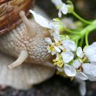 Kleine Schnecke - großer Hunger