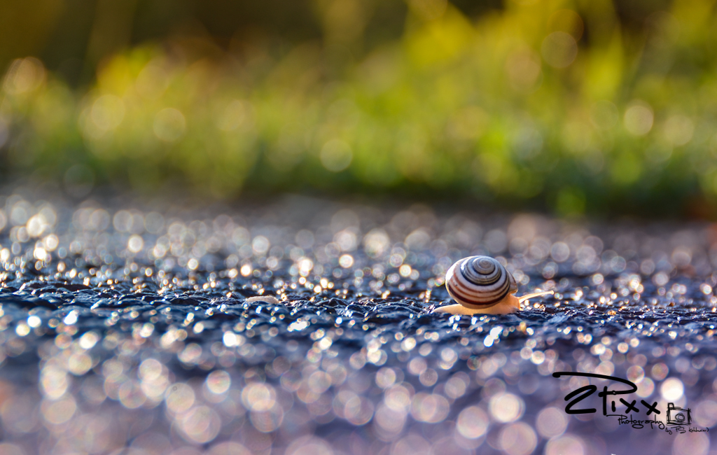 kleine Schnecke, großer Weg........