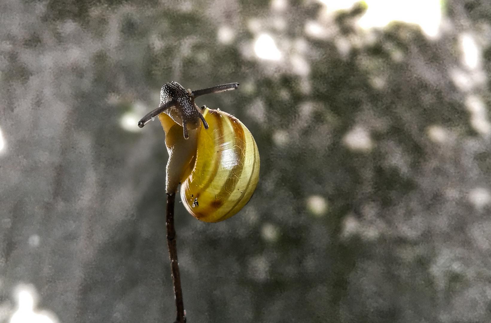 Kleine Schnecke hoch hinaus