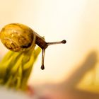 Kleine Schnecke III