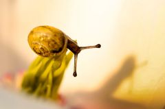 Kleine Schnecke III