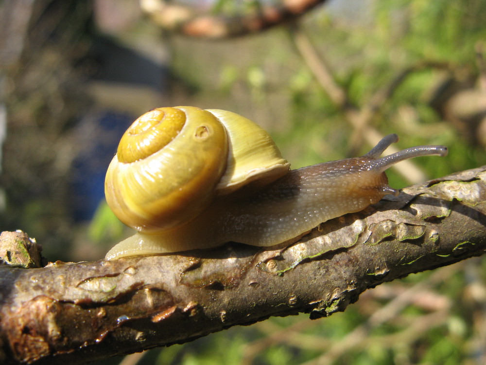 Kleine Schnecke im Frühling...