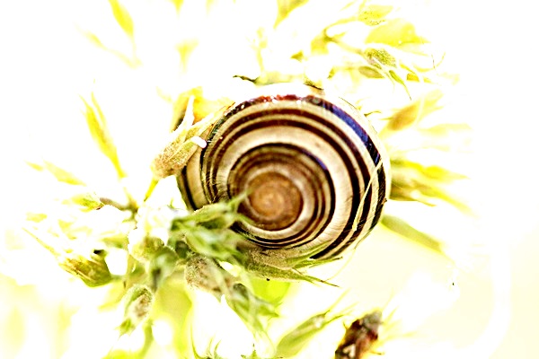 Kleine Schnecke im Herbst