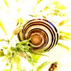 Kleine Schnecke im Herbst