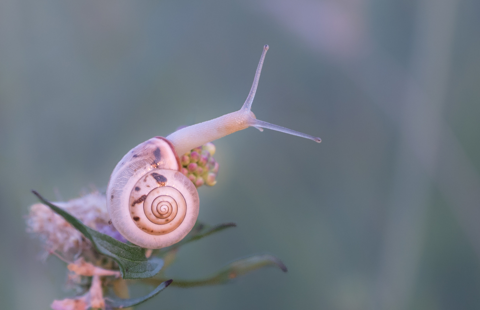 kleine Schnecke im Morgenlicht