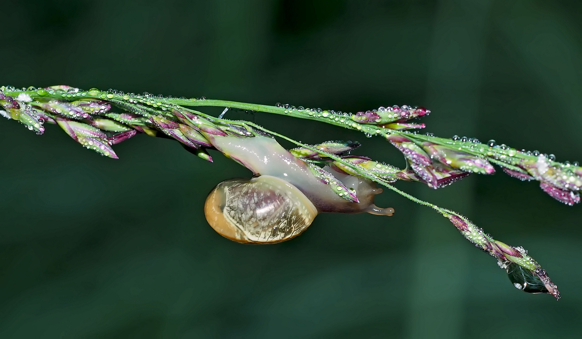  Kleine Schnecke in ihrem Element. - Un petit escargot qui se réjouit de la pluie!