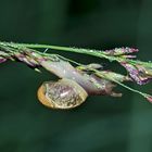  Kleine Schnecke in ihrem Element. - Un petit escargot qui se réjouit de la pluie!