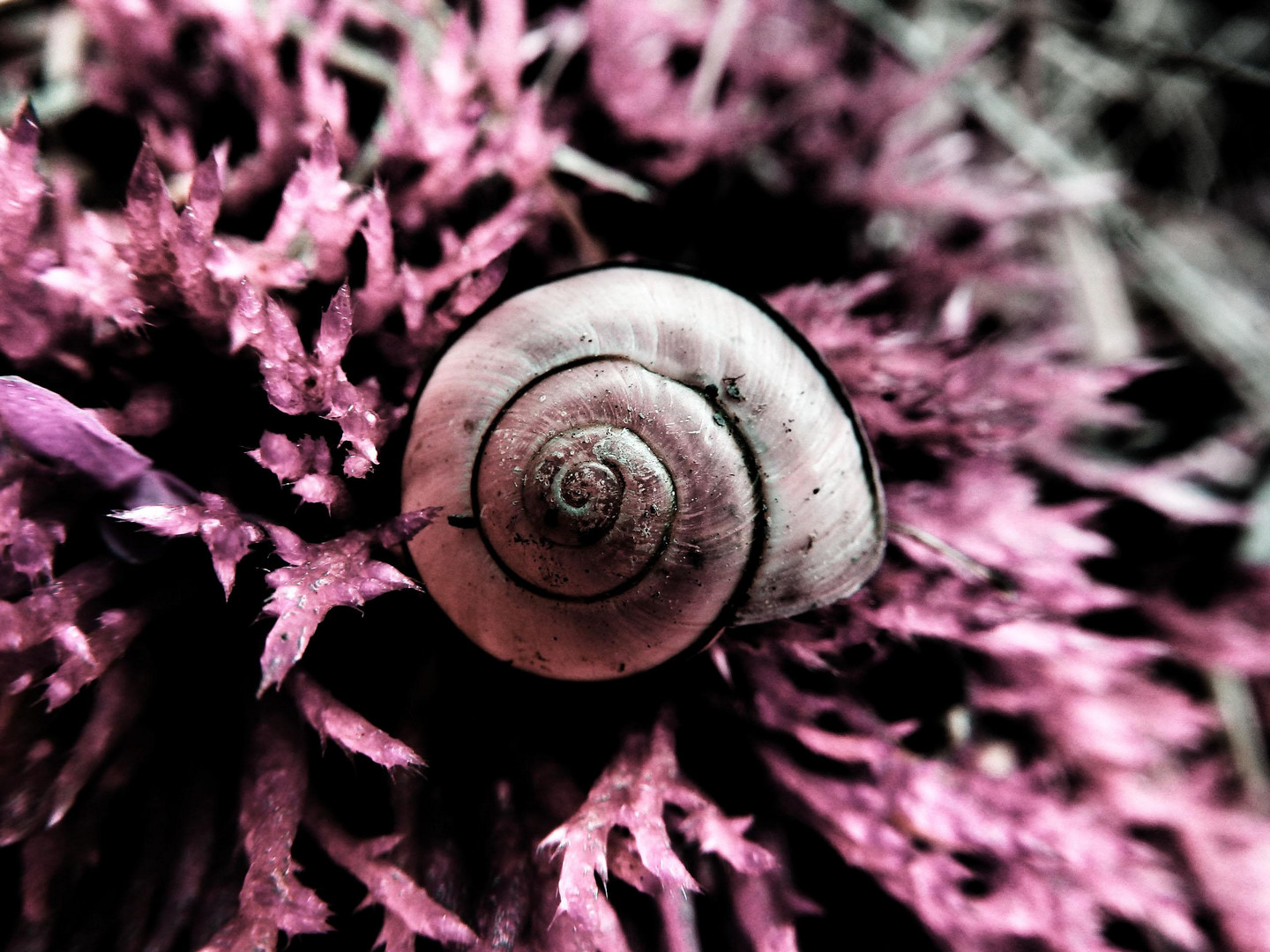 kleine Schnecke in rosa