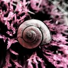 kleine Schnecke in rosa