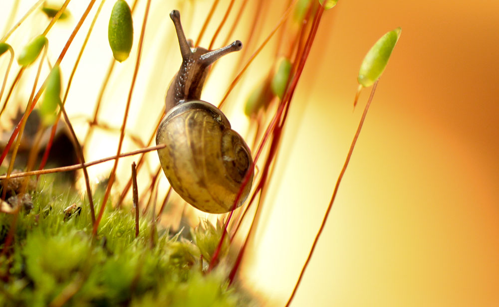 Kleine Schnecke IV