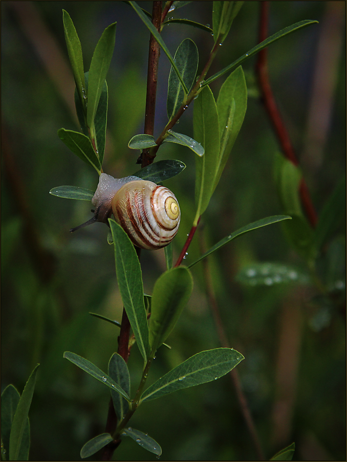 Kleine Schnecke - leicht verdreht.