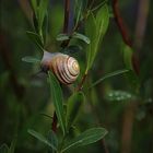 Kleine Schnecke - leicht verdreht.