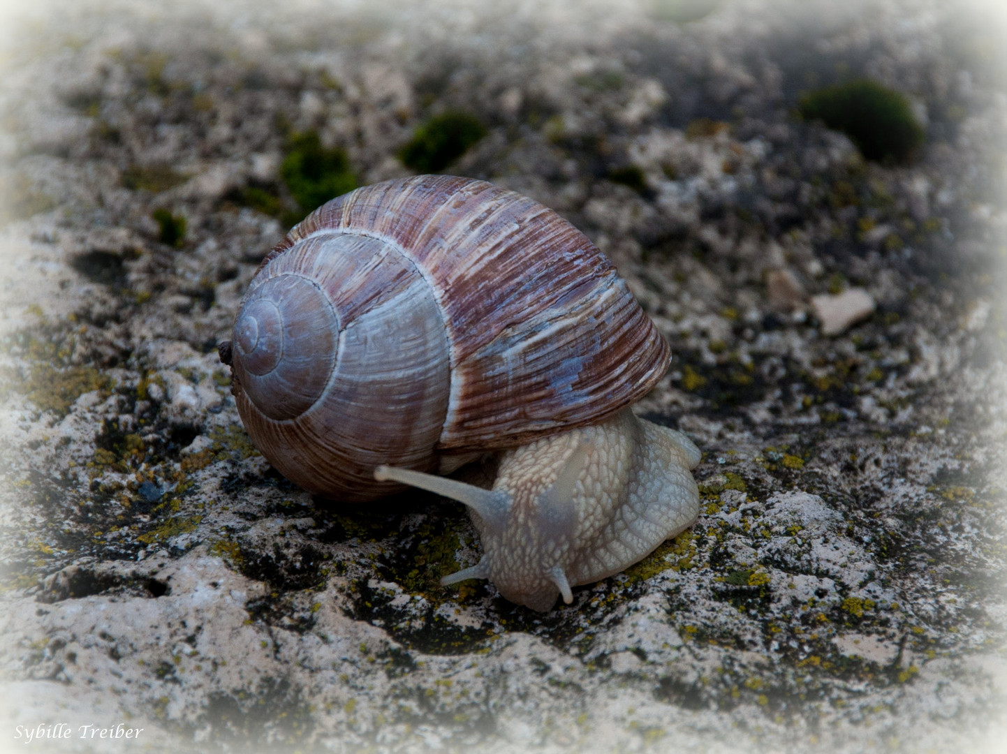 Kleine Schnecke mit großem Haus