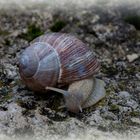 Kleine Schnecke mit großem Haus