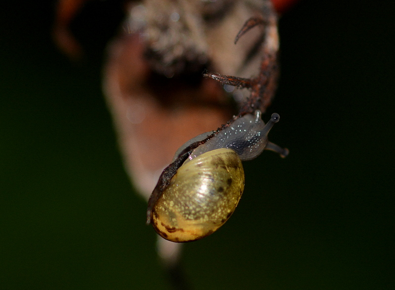 kleine schnecke mit großem hunger