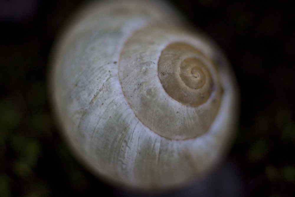 Kleine Schnecke... riesengroß