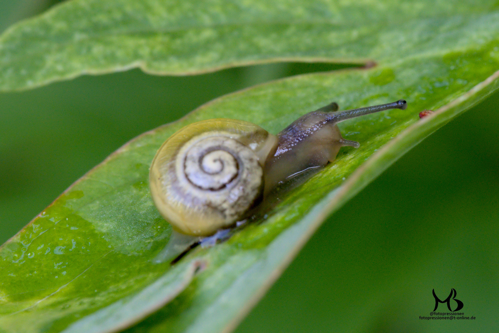 kleine Schnecke trinkt erst mal was von den Regentropfen bevor es wieder durch die Sonne heiß wird