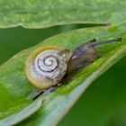 kleine Schnecke trinkt erst mal was von den Regentropfen bevor es wieder durch die Sonne heiß wird