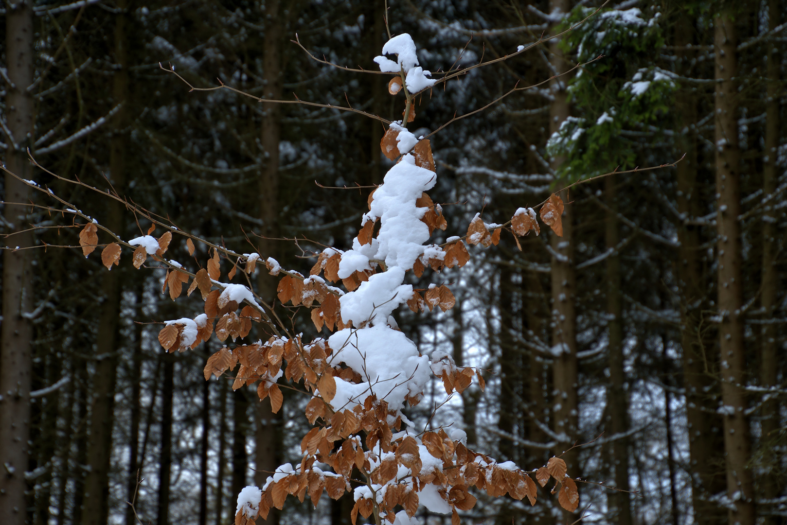 Kleine schneebedeckte Buch vor dem Nadelwald