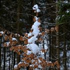 Kleine schneebedeckte Buch vor dem Nadelwald