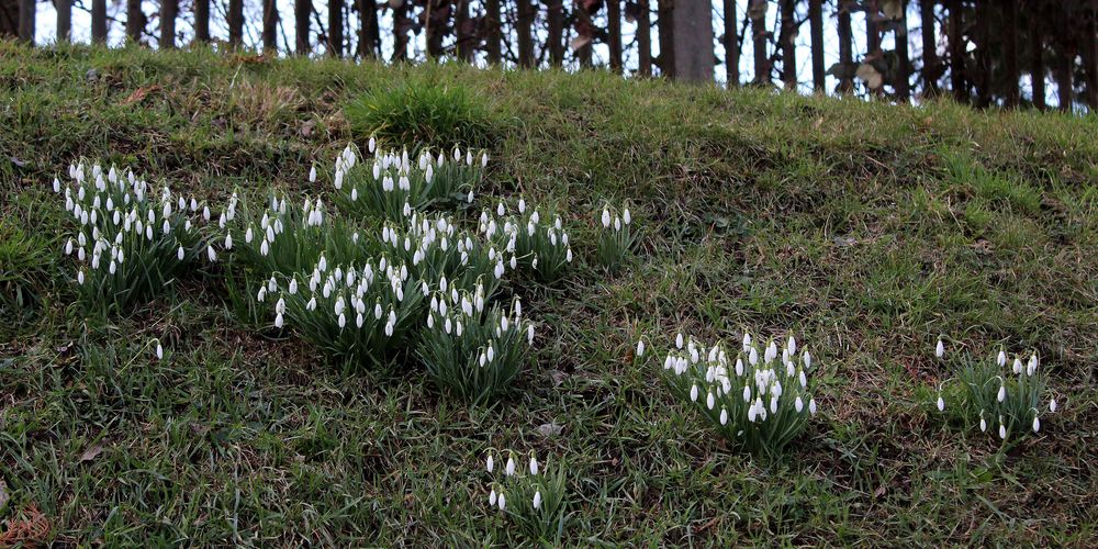 kleine Schneeglöckchenkolonie