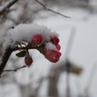 kleine Schneehaube ...