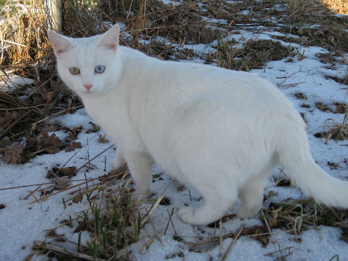 Kleine Schneekönigin....