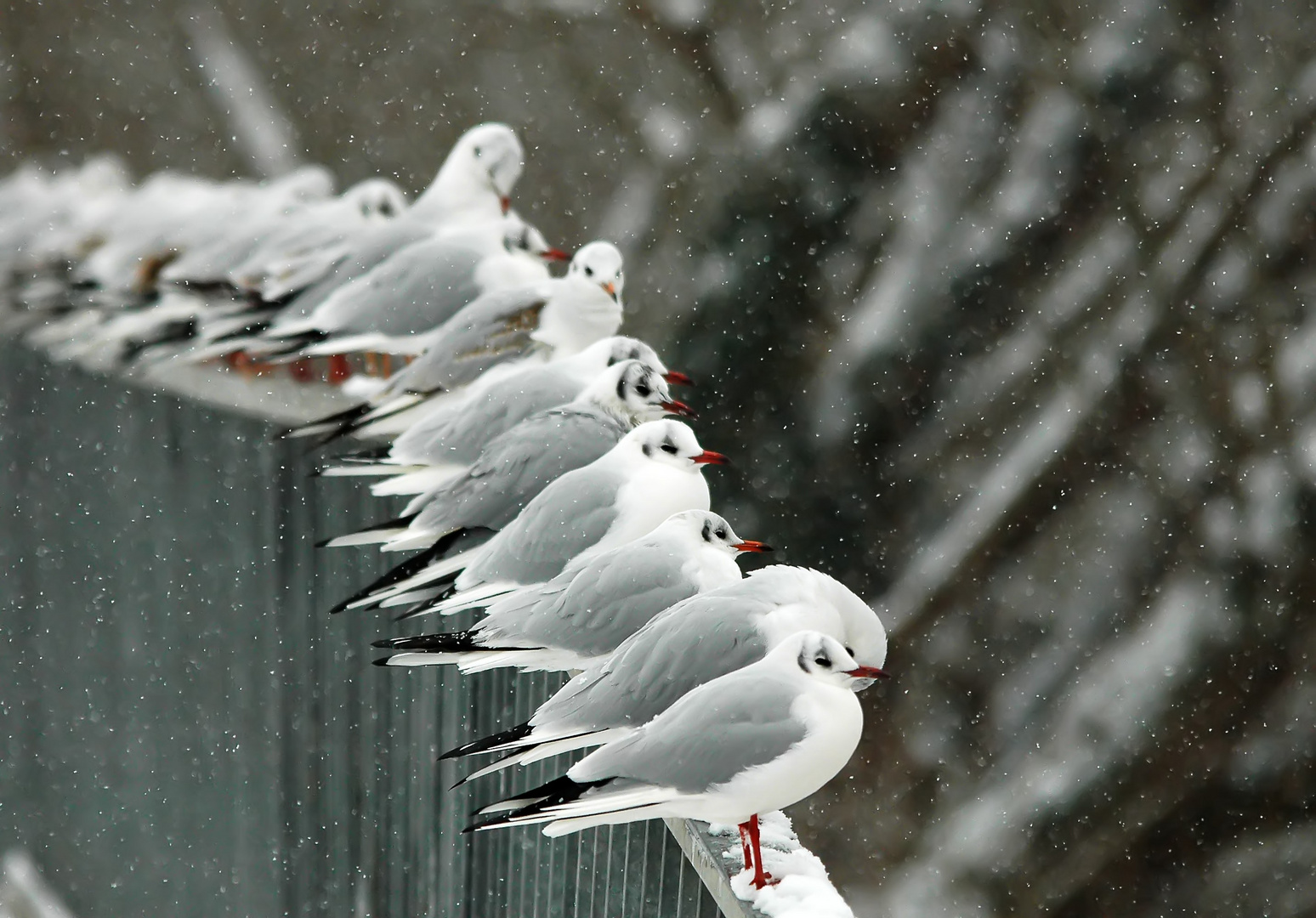 kleine schneemänner...