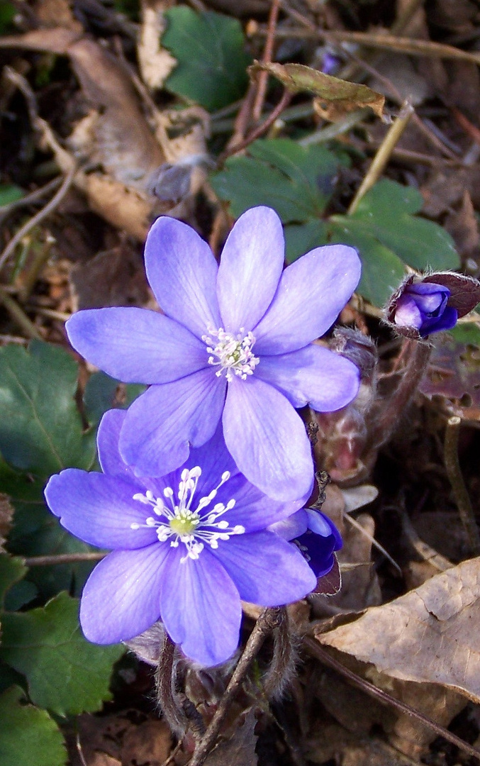 Kleine schöne Blumen.