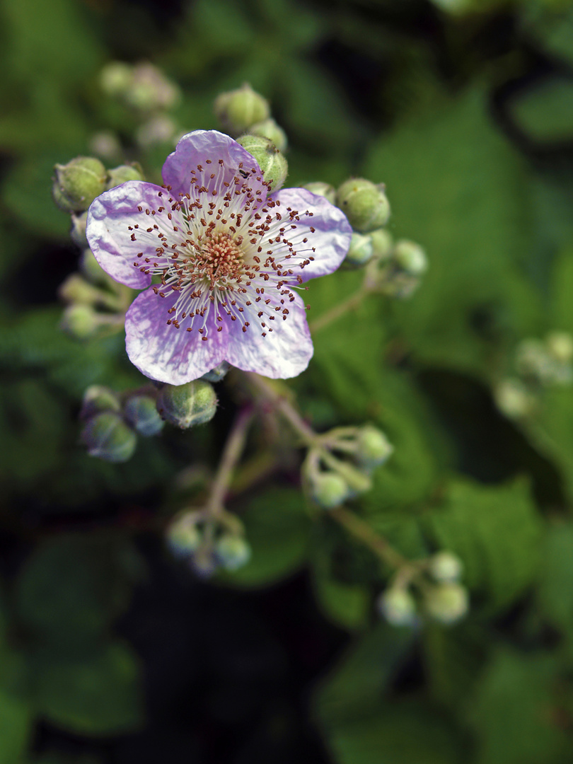 kleine schöne Brombeerblüte