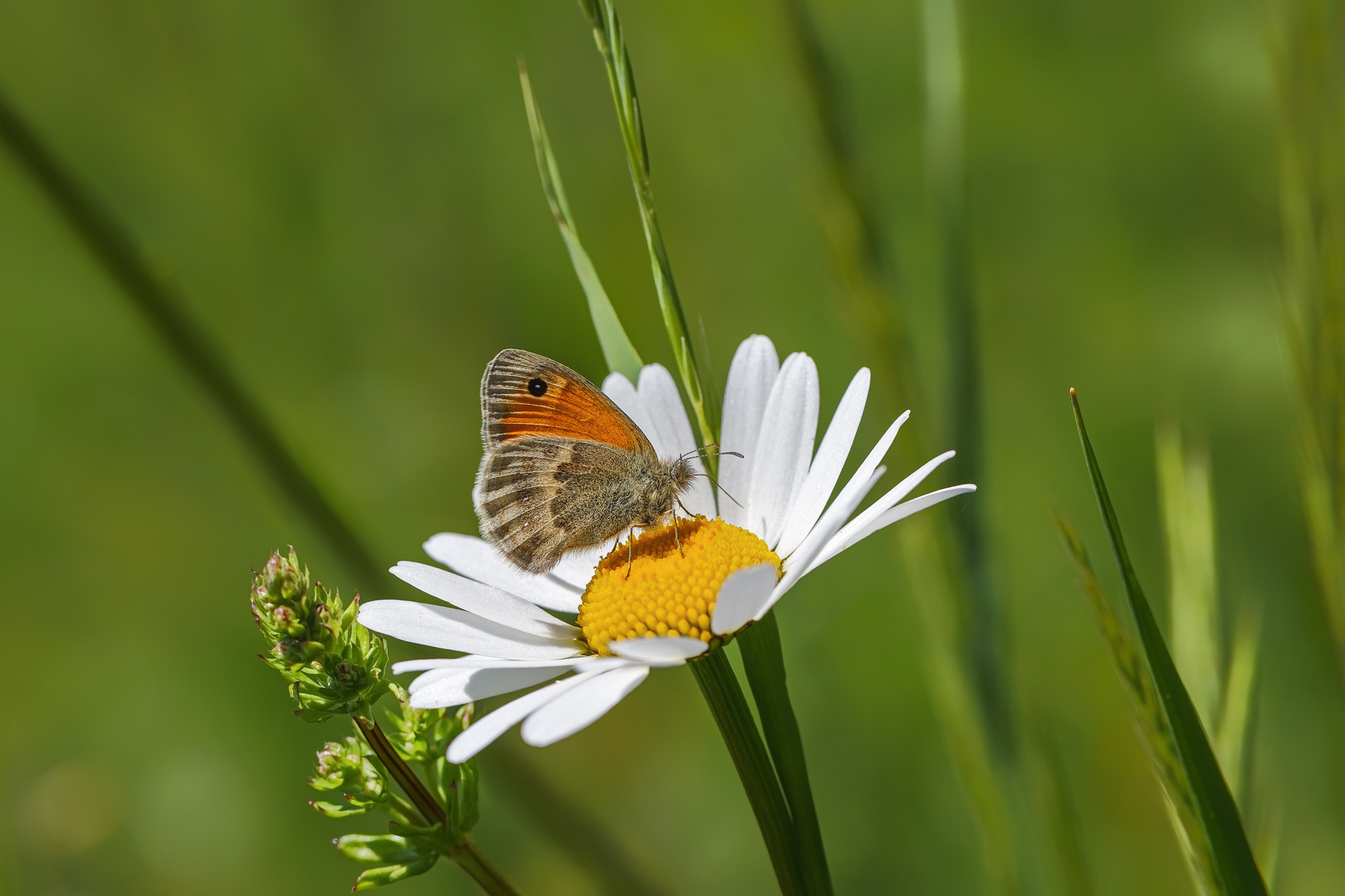 Kleine Schönheit