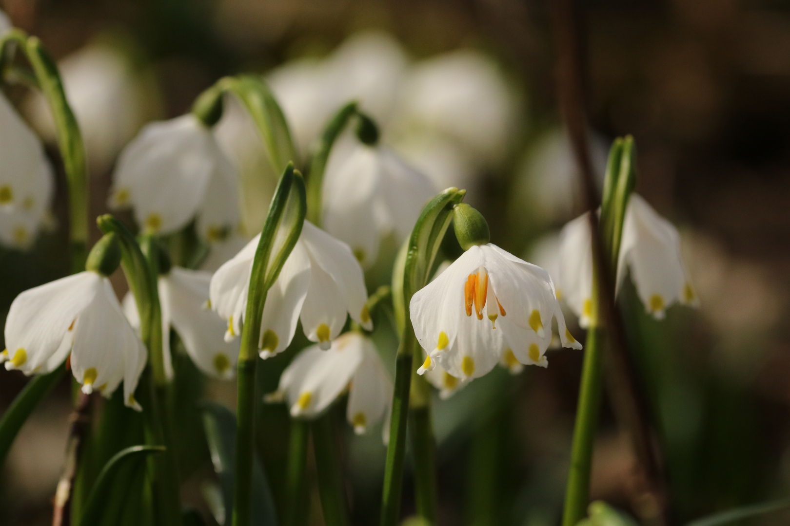 "Kleine Schönheit " Foto & Bild | outdoor, licht, frühling Bilder auf