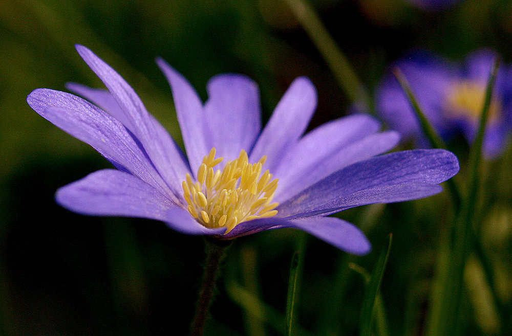 Kleine Schönheit Foto & Bild | blütenpflanzen Bilder auf fotocommunity