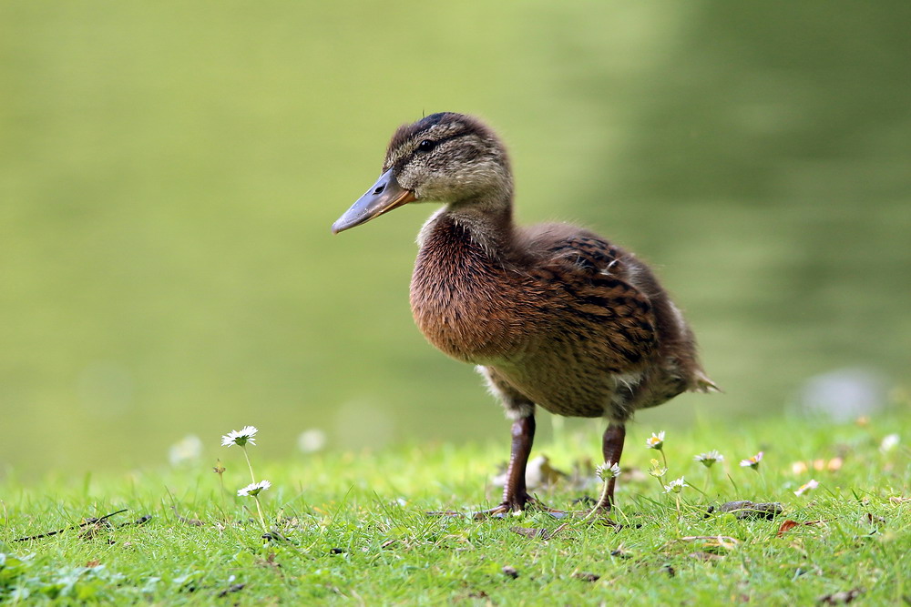 Kleine Schönheit