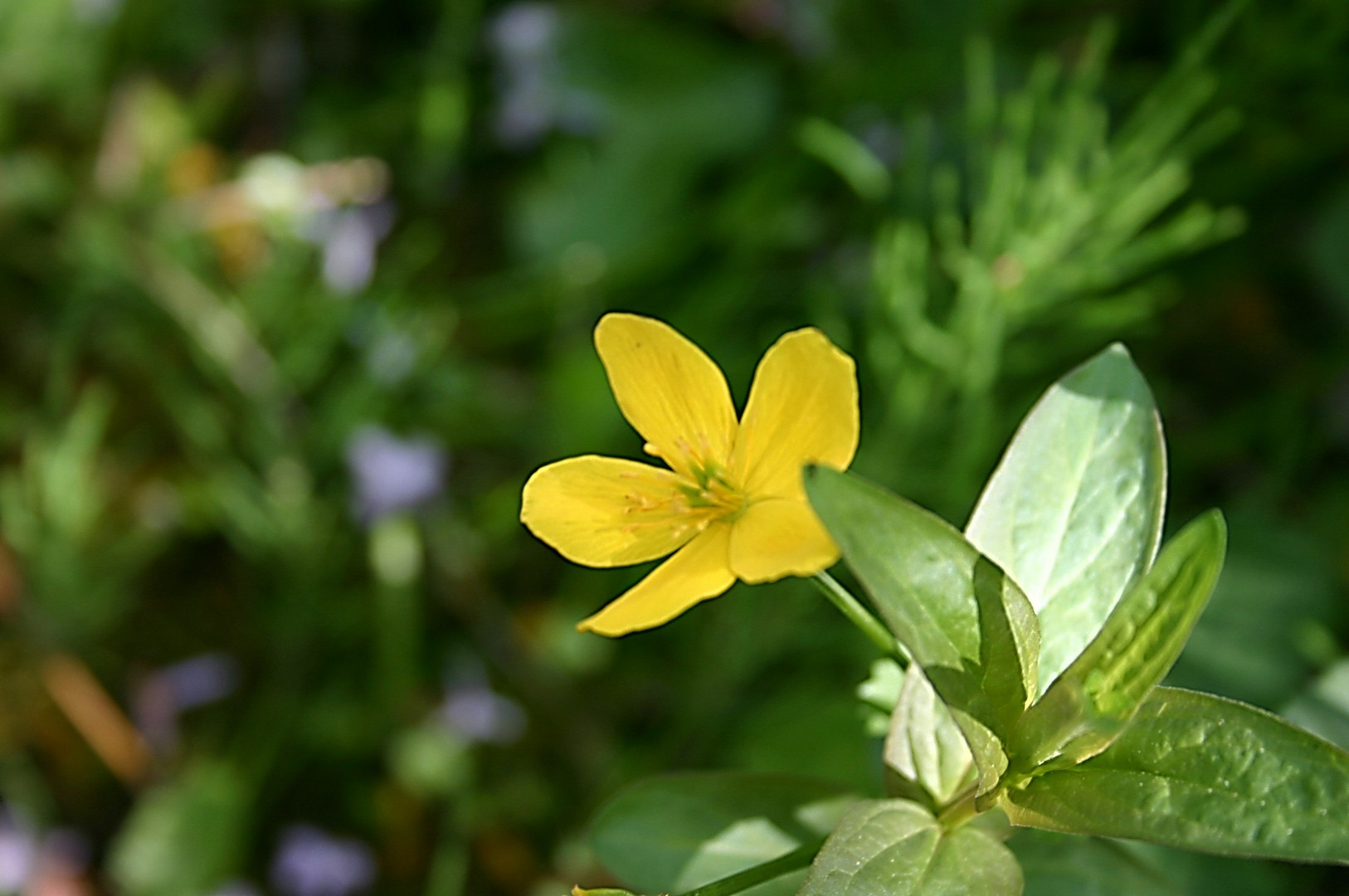 kleine Schönheit am Wegesrand