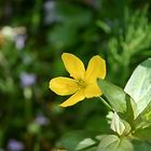 kleine Schönheit am Wegesrand