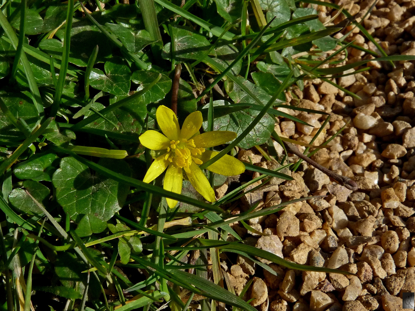 kleine Schönheit am Wegesrand