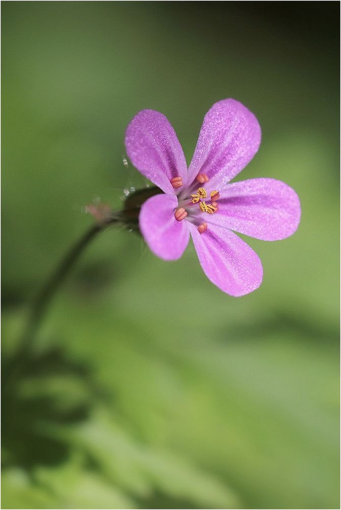 Kleine Schönheit am Wegesrand...