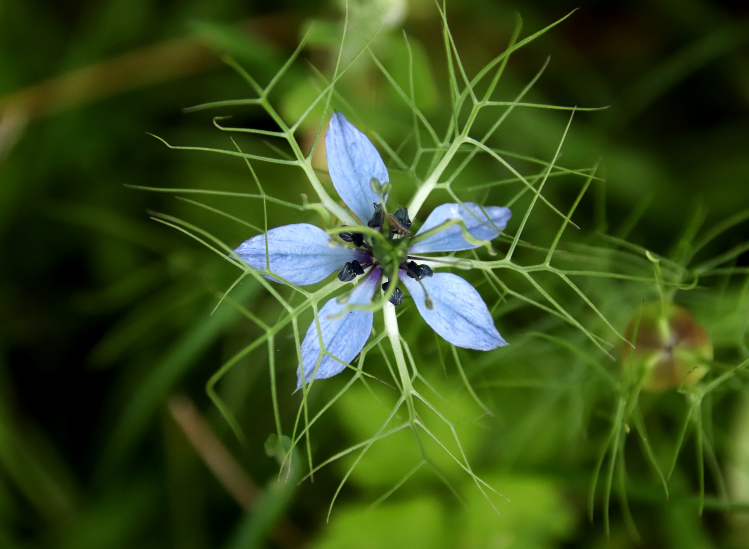 Kleine Schönheit am Wegesrand 