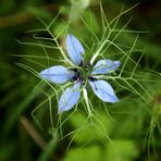 Kleine Schönheit am Wegesrand 