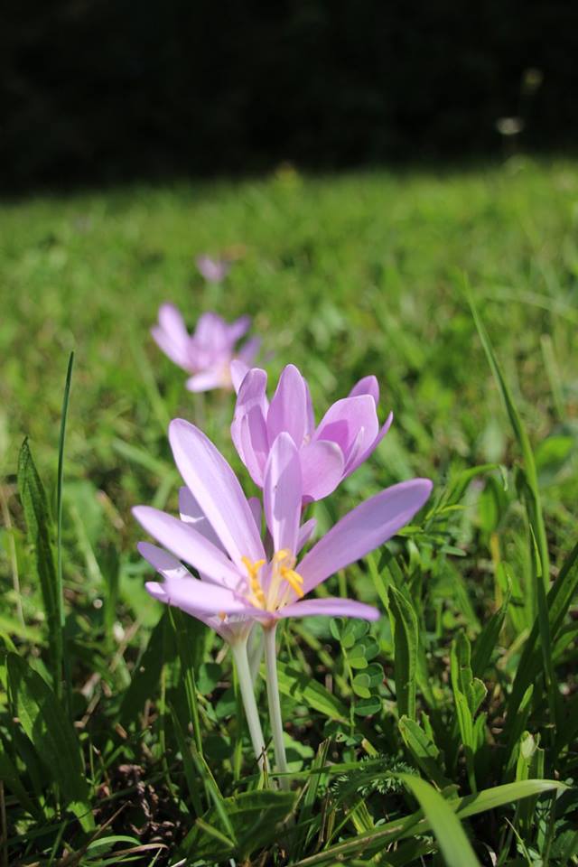 Kleine Schönheit auf großer Wiese