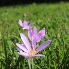 Kleine Schönheit auf großer Wiese