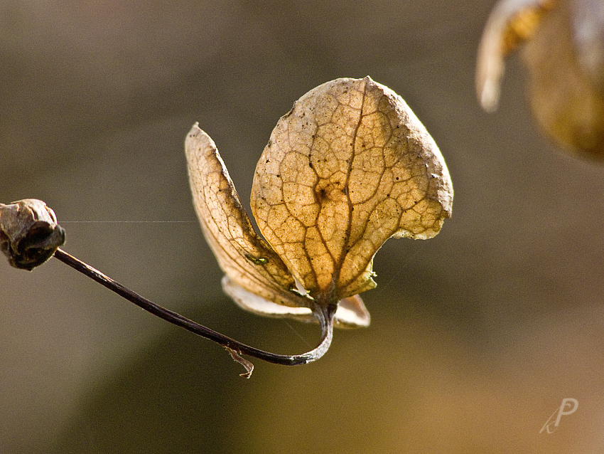 Kleine Schönheit aus dem Herbst