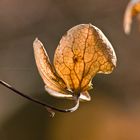 Kleine Schönheit aus dem Herbst