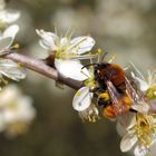 Kleine Schönheit