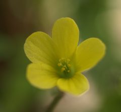 ....kleine Schönheit....