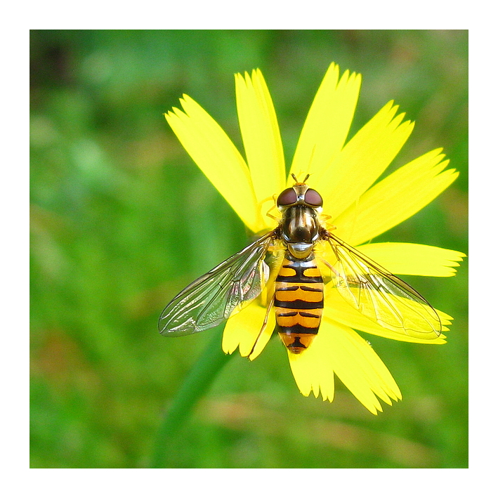 kleine schönheit Foto & Bild | tiere, tierdetails, natur Bilder auf