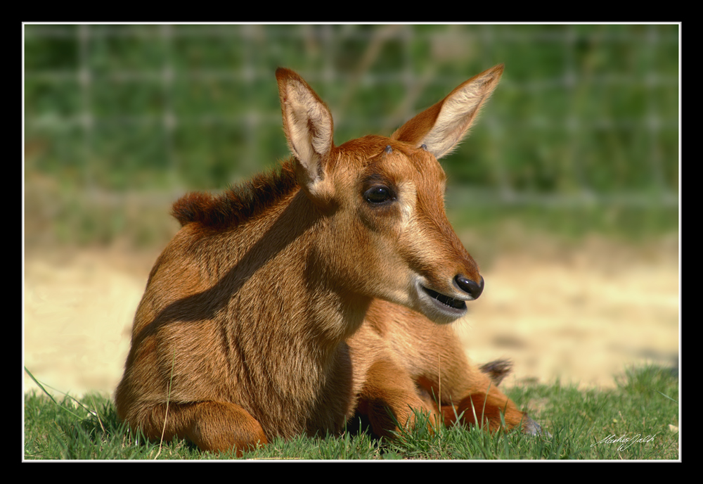 Kleine Schönheit