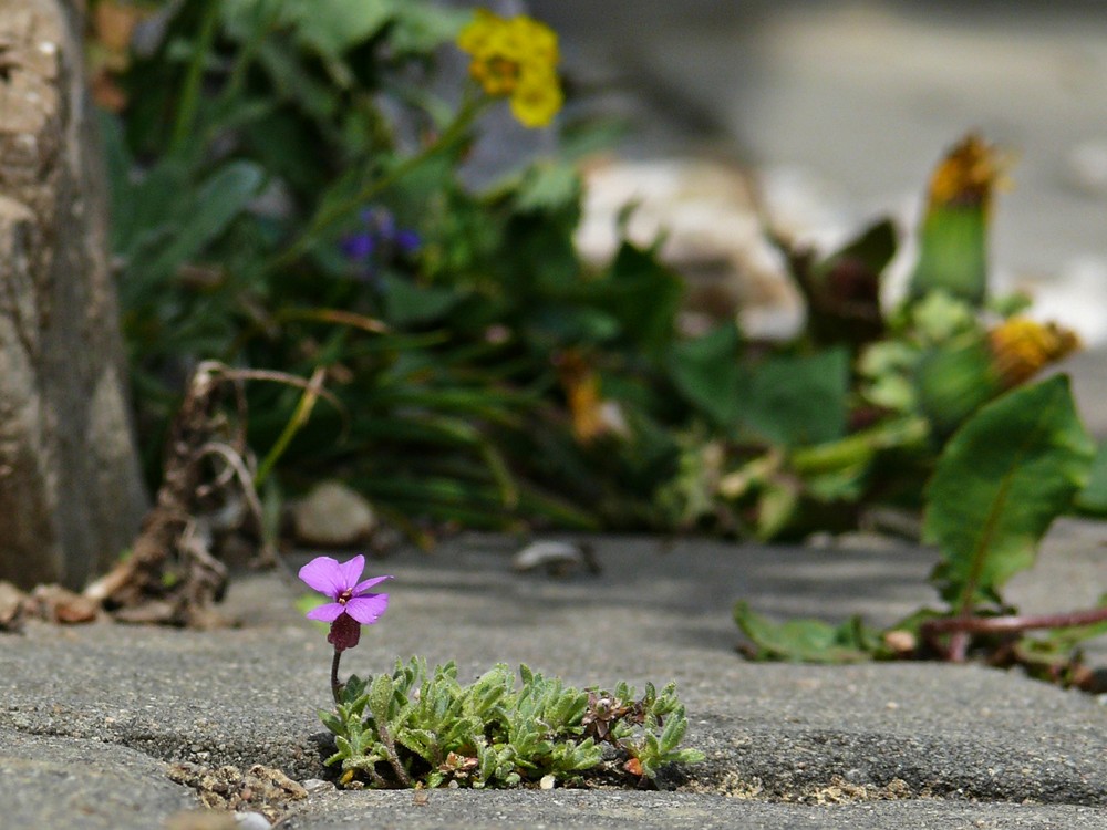 Kleine Schönheit II