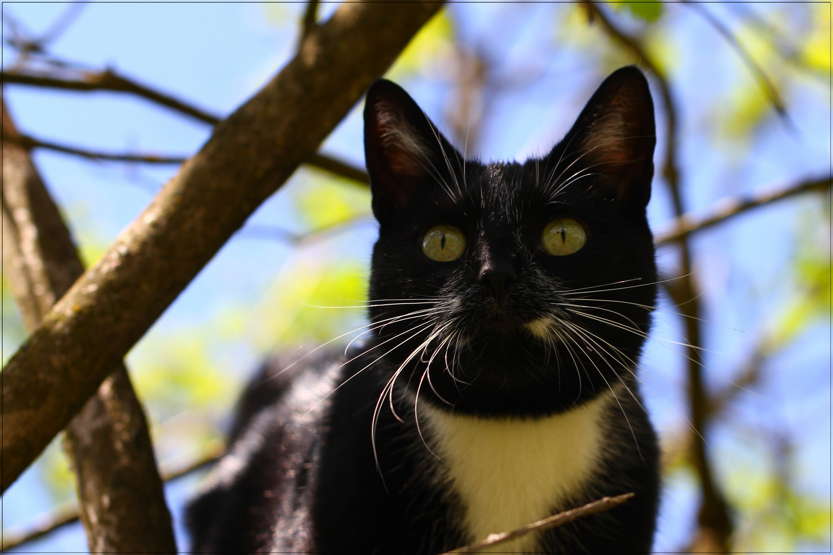 Kleine Schönheit im Baum